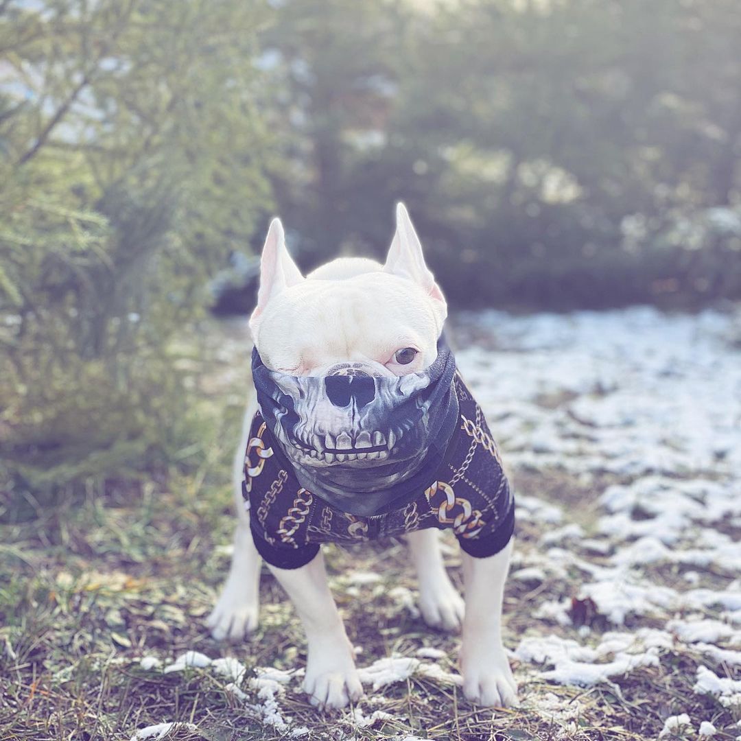 What are you looking at? 😜🐶

#sacompany #sateam #sanation #outdoors #adventure #explore #colors #dogs #skull #frenchbulldog #cute #puppy #funny