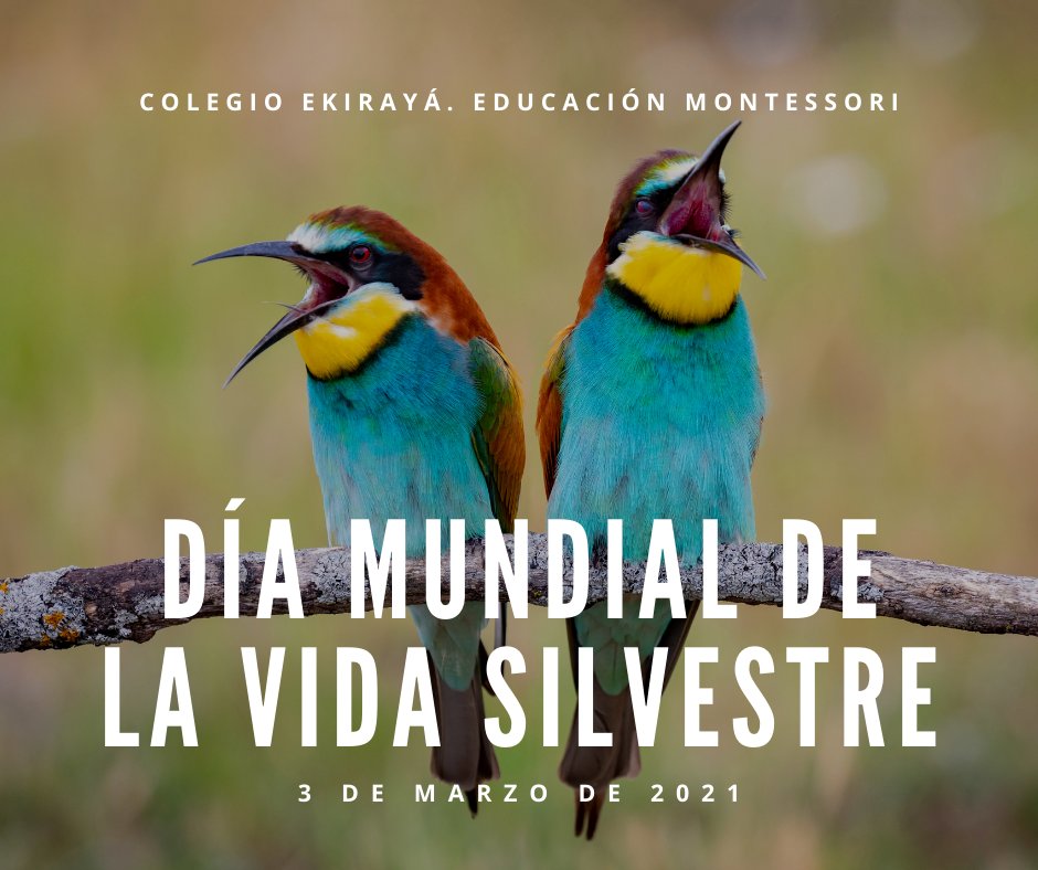 Ayer se celebró el #DiaMundialDeLaVidaSilvestre Los invitamos a realizar acciones que ayuden o impacten en su conservación.