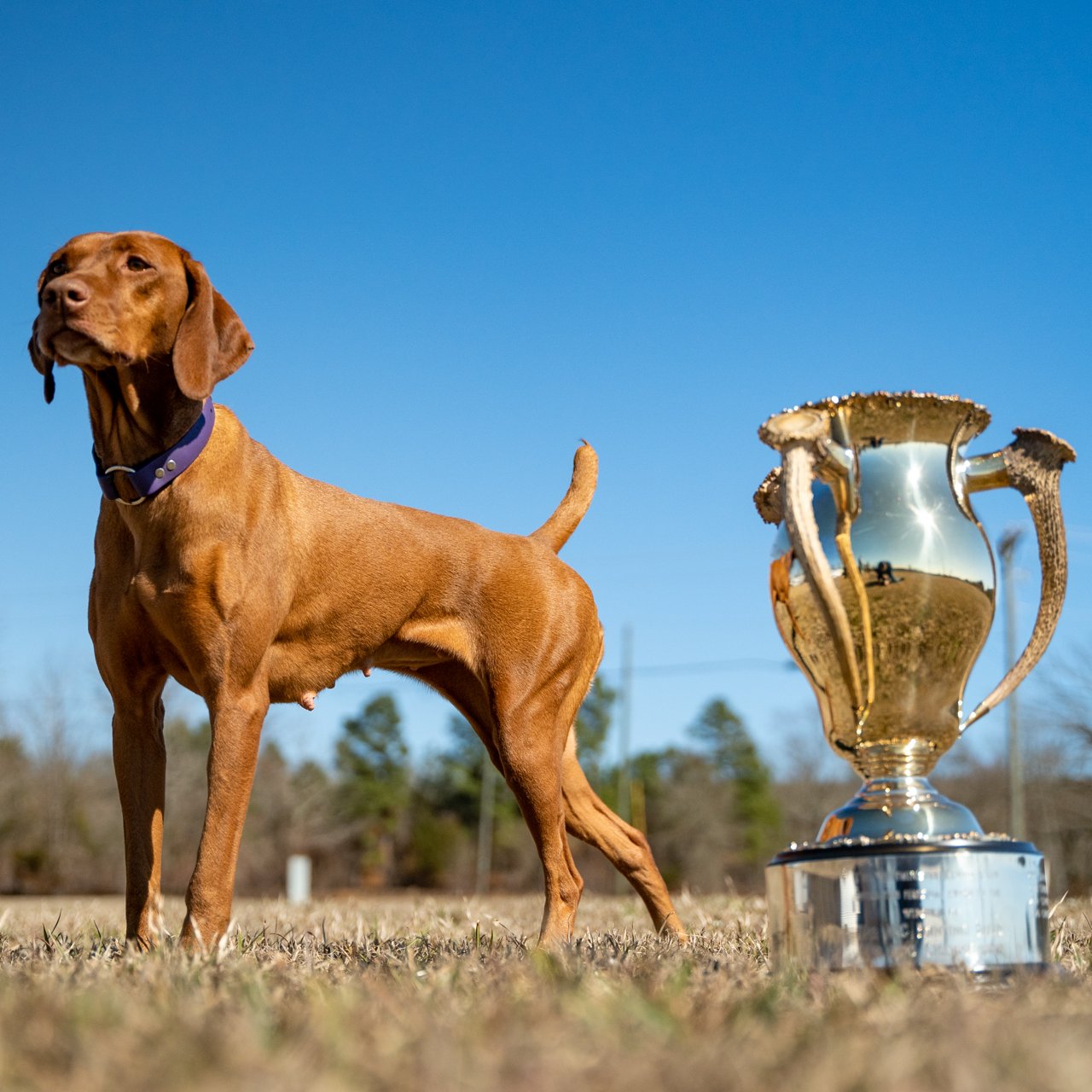 Westminster Kennel Club on X