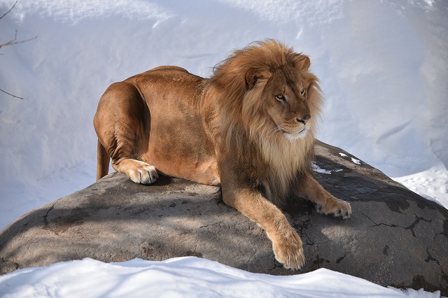 Buleorca オオワシが羽を広げて飛ぶ シロフクロウは雪と同化する キリンは目の高さに来る ライオンはとてつもないオーラを放つ 全国か所くらいの動物園を見てるけど やっぱ旭山動物園の見せ方は凄いなぁ