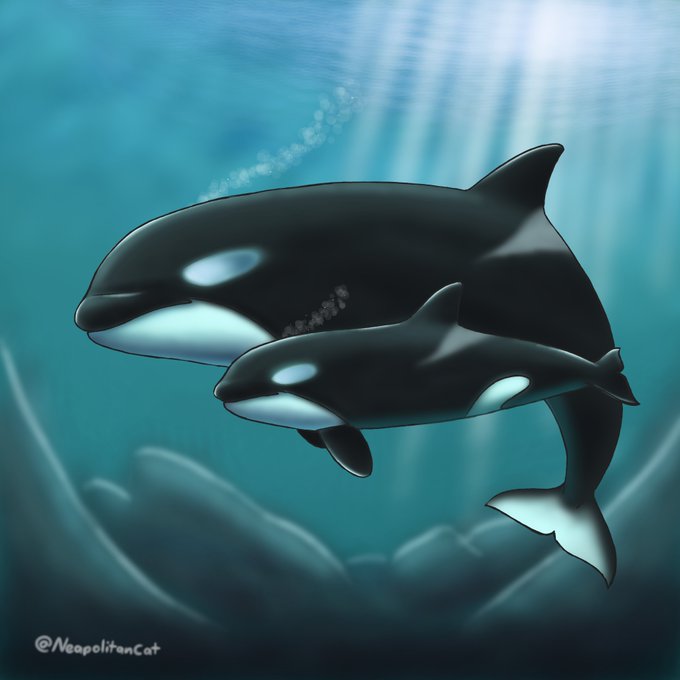 Dolphin 高画質 のtwitterイラスト検索結果 古い順 Dolphin 高画質 のtwitterイラスト検索結果 古い順