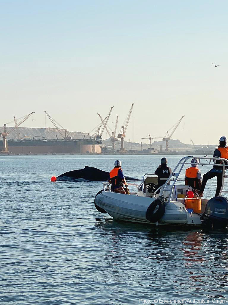 ifawglobal's tweet photo. In 2015, IFAW &amp; @iwc_int carried out training for specialists at the Environmental Authority in Oman. Six years later, those lessons were put to practice to rescue an endangered humpback whale from entanglement in the port of Duqm. Congratulations to the @eso_oman_ team! https://t.co/xfPFGgsT0i