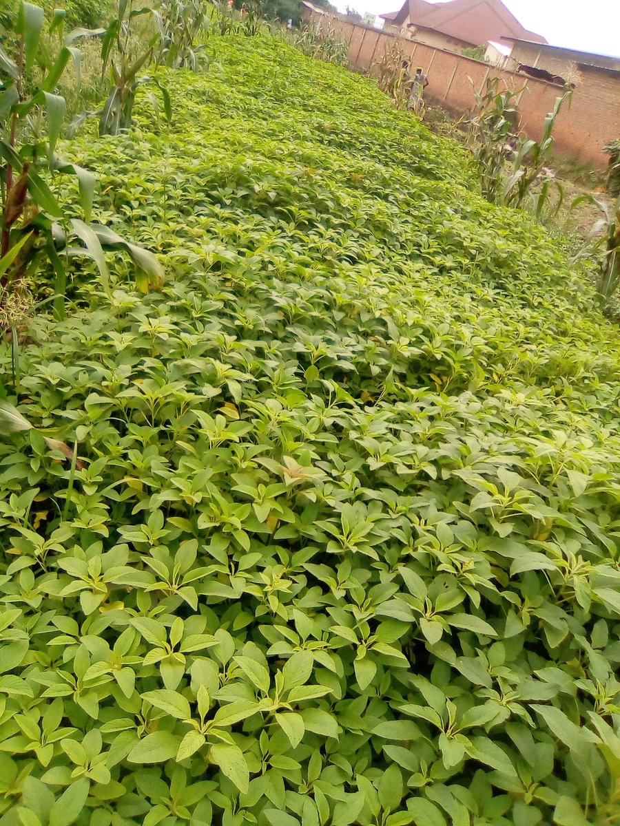 BimenyimanaFab's tweet photo. @APADECO_BURUNDI @GeneralNeva Grâce à la sensibilisation pour répondre au projet d'#UTURIMA TWO MU #GIKONI, les prix d'#amarantes  ont sensiblement réduit en @MairieBuja. Actuellement, la malnutrition et l'anémie ne sont plus d'actualité au #Burundi @GeneralNeva @mspls_bdi @espoir_afrique @ONUFemmes @pnudfr https://t.co/CvzxcCwT4P