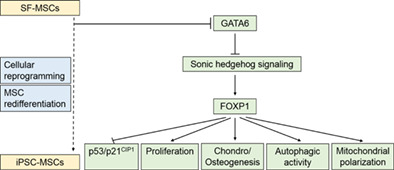 GATA6 regulates aging of human mesenchymal stem/stromal cells

#aging #cellsignaling #mesenchymal #stemcells #reprogramming #transcriptionfactors
 bit.ly/2Lm9x6a