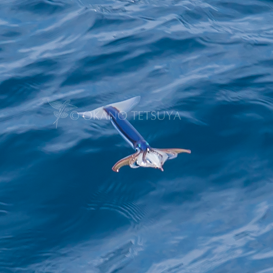 奥谷喬司のtwitterイラスト検索結果