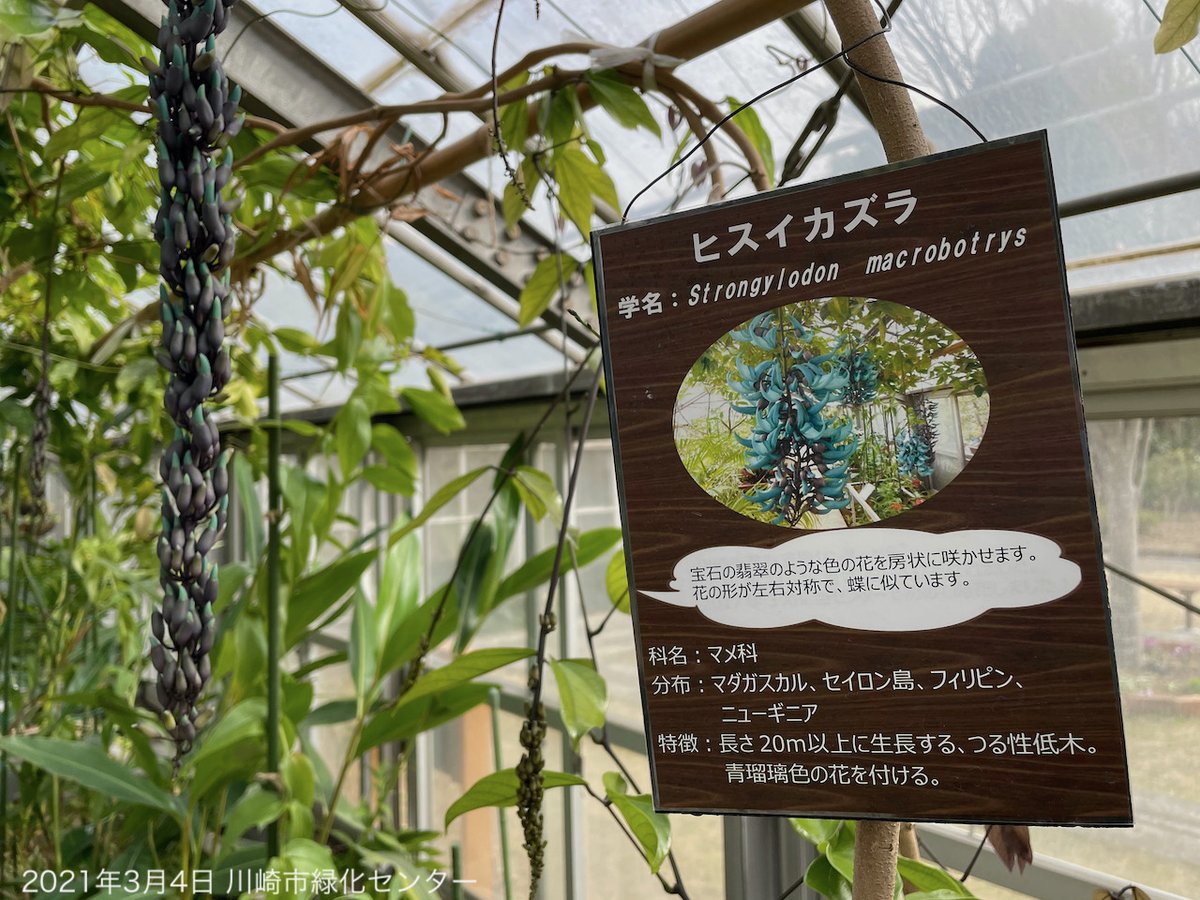空と坂道 3月4日 川崎市緑化センター ヒスイカズラ つぼみの房も多くあり 見頃が長く続きそう 光の加減で金属光沢のようにも見える独特の花色 川崎市 多摩区 ヒスイカズラ前線 ヒスイカズラ 空と坂道 3月4日 川崎市緑化センター ヒスイカズラ つぼみの房も多くあり 見頃が長く続きそう 光の加減で金属光沢のようにも見える独特の花色 川崎市 多摩区 ヒスイカズラ前線 ヒスイカズラ