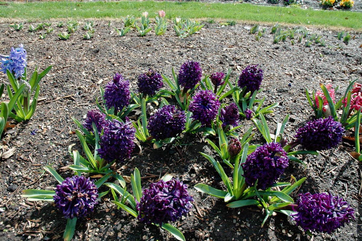 TexanInOz's tweet photo. The deep dark luscious grape purple of Hyacinth 'Midnight Mystique' is sure to get some attention in your garden or as a forced flower in the house. 
#Gardening #Flower https://t.co/NuJ3Te7VGh