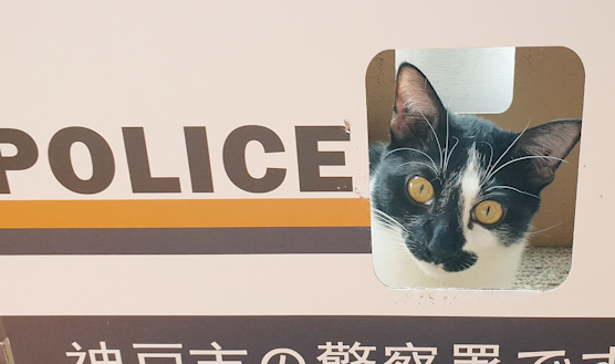 RescueCatNemo's tweet photo. @heronbank_cat @melaniep1373 Looks like my cat Chester!  

Hope he can find a forever home soon!

https://t.co/JU4hEACZ0i