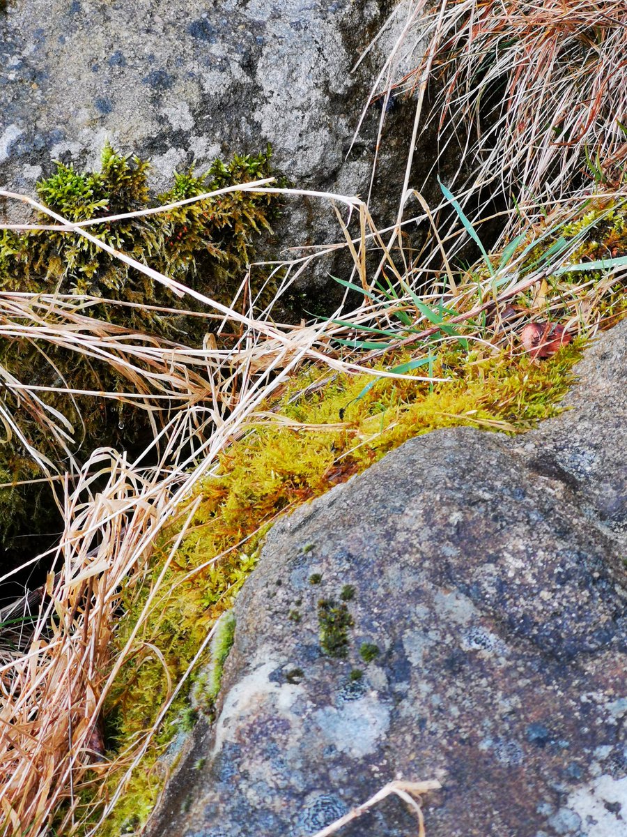 leylamurr's tweet photo. Walk on top of Bingley Moor #Yorkshire #Yorkshirestones #oldquarry #walkinginyorkshire #NaturePhotography #outdoors #Bingley https://t.co/2VUnH12OKS