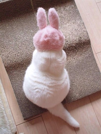 Why you should have a cat tweet media
