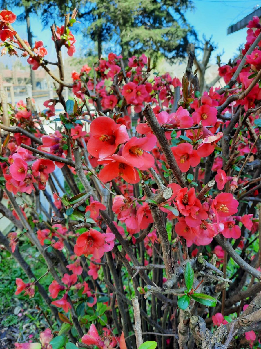 genperisi's tweet photo. bugun boyle bir guzellige rastladim.
#springisloading https://t.co/achJe7HalF