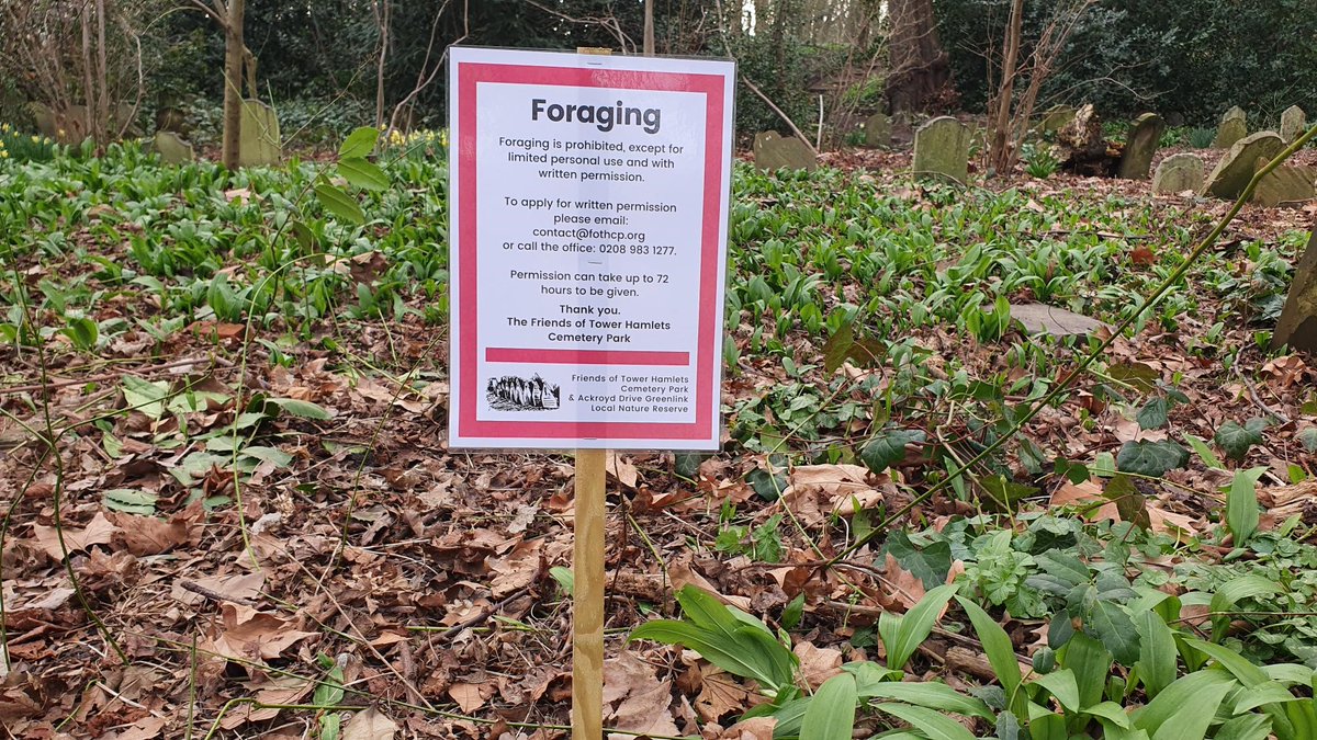 FoTHCP's tweet photo. You can't forage in Tower Hamlets Cemetery Park without written permission! You MUST email contact@fothcp.org for permission first. Tell us what you want to forage and how often you'll forage. You need updated permission each year.
See more: https://t.co/IV3VqFpYy2. Please share! https://t.co/u6jimtdd5T