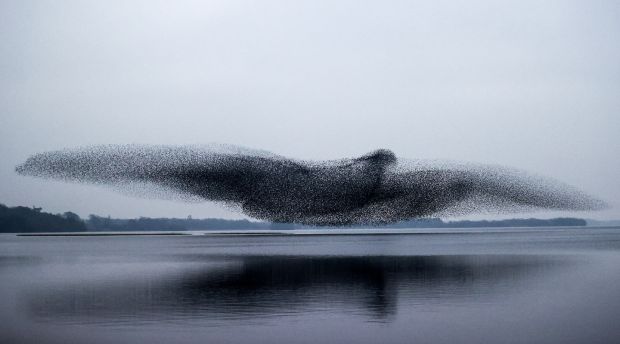 losing my entire gourd over this photo of a murmuration of starlings by james crombie in the irish times today