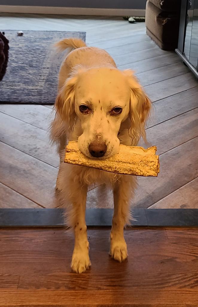 DougAndGator971's tweet photo. She wants to bury this in the couch, head on a swivel during the show!  #G #sweetlois https://t.co/ZQpTBasmRK