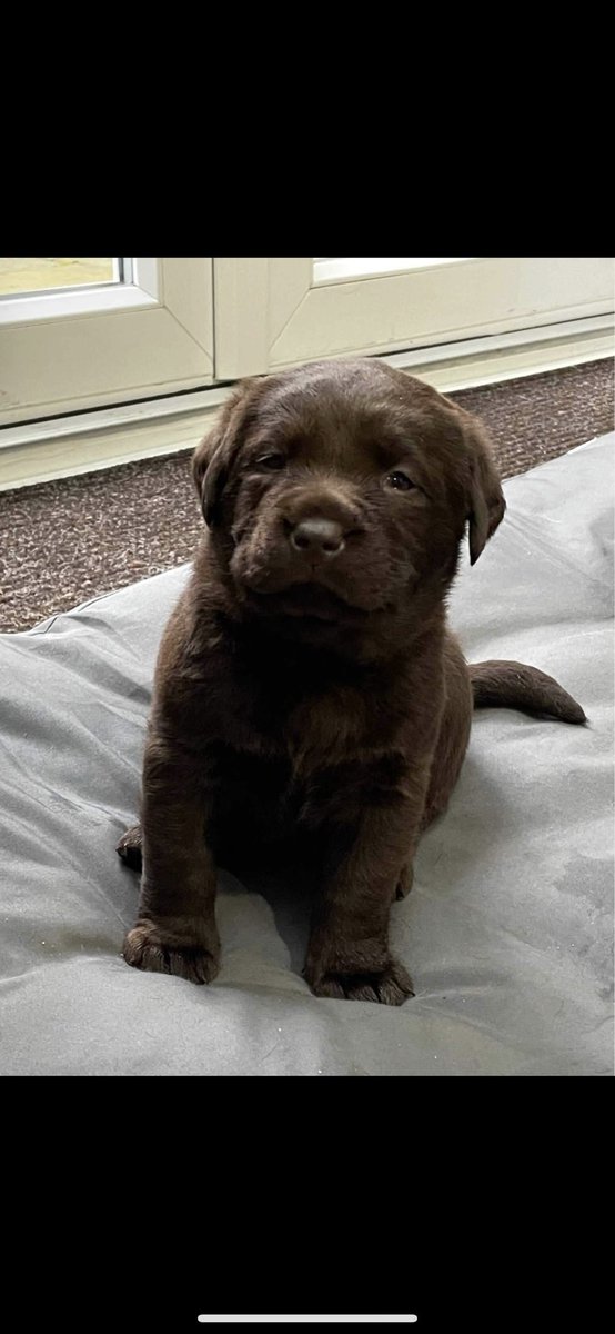 Hello Twitter 
I can’t wait to come to my new home with @JS_543 and <a href="/Mrs_AFO/">Mrs_CallTaker</a> ❤️ #Labrador #Puppy #dogsoftwitter #chocolate