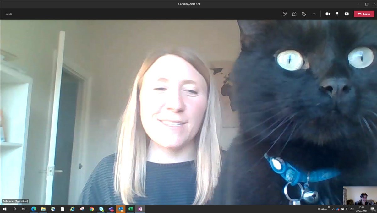 CoopAgriMatters's tweet photo. A special guest turned up in today's virtual call and took centre stage!🐈‍⬛

The moment was brilliantly captured by @Mason14Caroline as @AislaJones' cat, Bob, came to give his view on their conversation!😹

#BobBomb https://t.co/WOPBiH9dbW