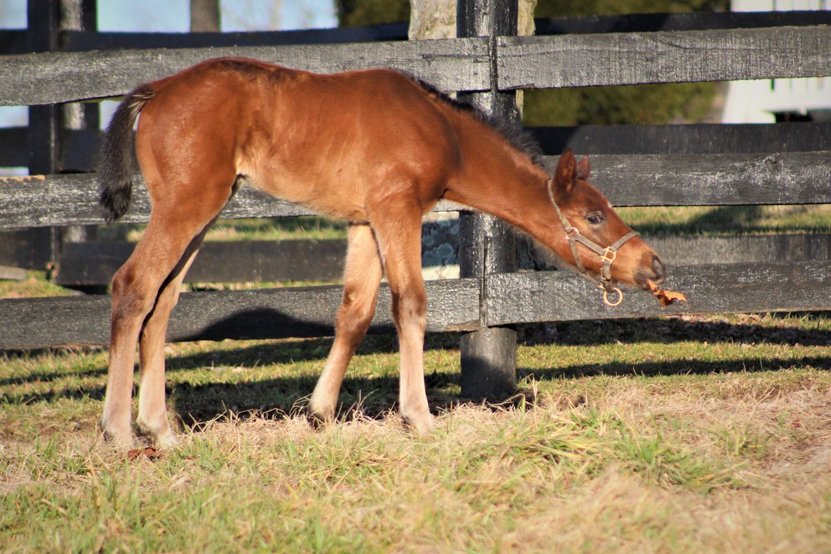 JenRoytz's tweet photo. Our Candy Ride - Mare and Cher filly is becoming a spunky little spitfire! #futureracehorse #brownsteadbred https://t.co/0vXoRk6BMP