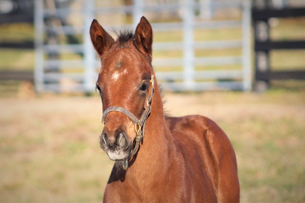 JenRoytz's tweet photo. Our Candy Ride - Mare and Cher filly is becoming a spunky little spitfire! #futureracehorse #brownsteadbred https://t.co/0vXoRk6BMP