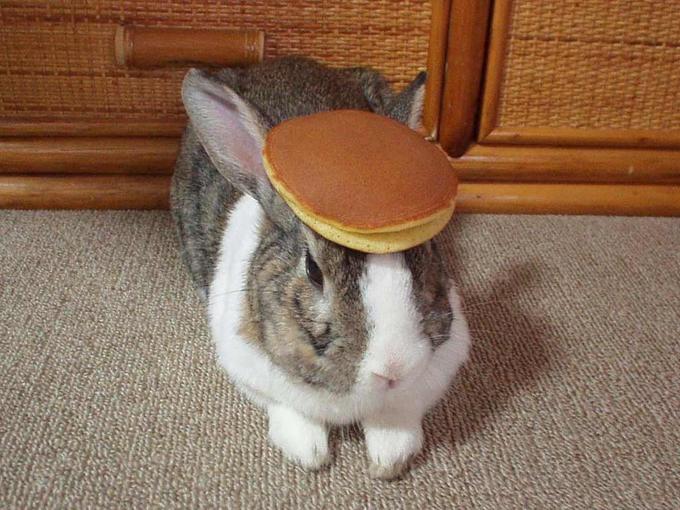 TheRealVexer's tweet photo. Here, have a pancake bunny thing https://t.co/3gl5fpqXpz