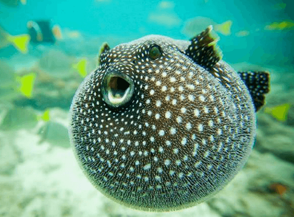 skumbriaa's tweet photo. Puffer fish contains a lethal dose of tetrodotoxin in internal organs, mainly in the liver and caviar, gallbladder and skin. The liver and caviar of puffer fish are the most poisonous. https://t.co/60mCFXWOki