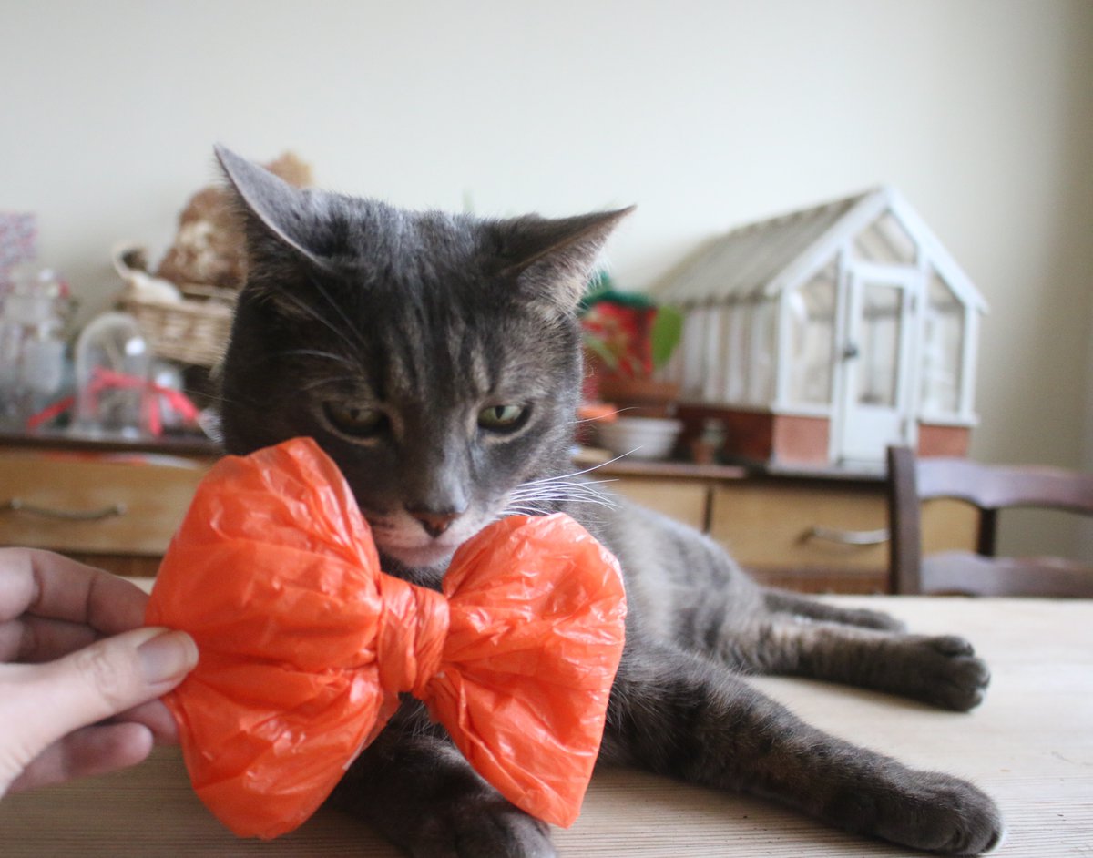 DTCSwansea's tweet photo. Here’s Kevin and Gizmo getting involved with our #BookBowTie challenge for #WorldBookDay! Kevin is relaxing with some Dylan Thomas, while Gizmo is not quite as keen on the whole idea! #LockdownActivityList #KidsinMuseums https://t.co/Iweu2M8rMW
