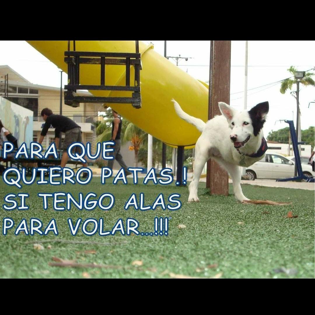 Panda Jaramillo tweet media