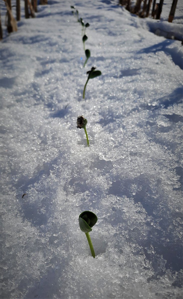 wadeoehmichen's tweet photo. @WiBeanBag are your December planted soybeans coming up yet?  Pretty warm up here in Central Wisconson... https://t.co/OPeQ9M8ZCn