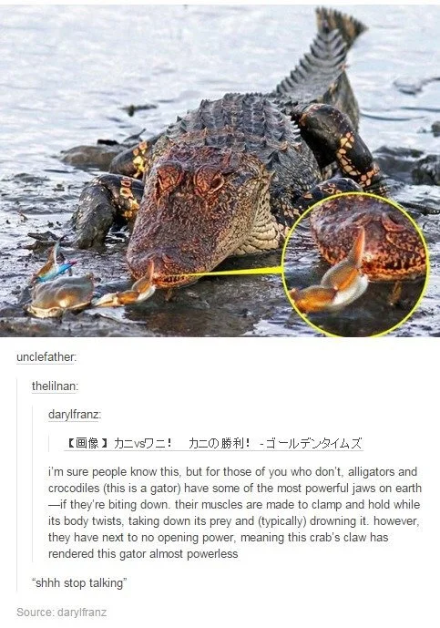 zoro's one weakness 