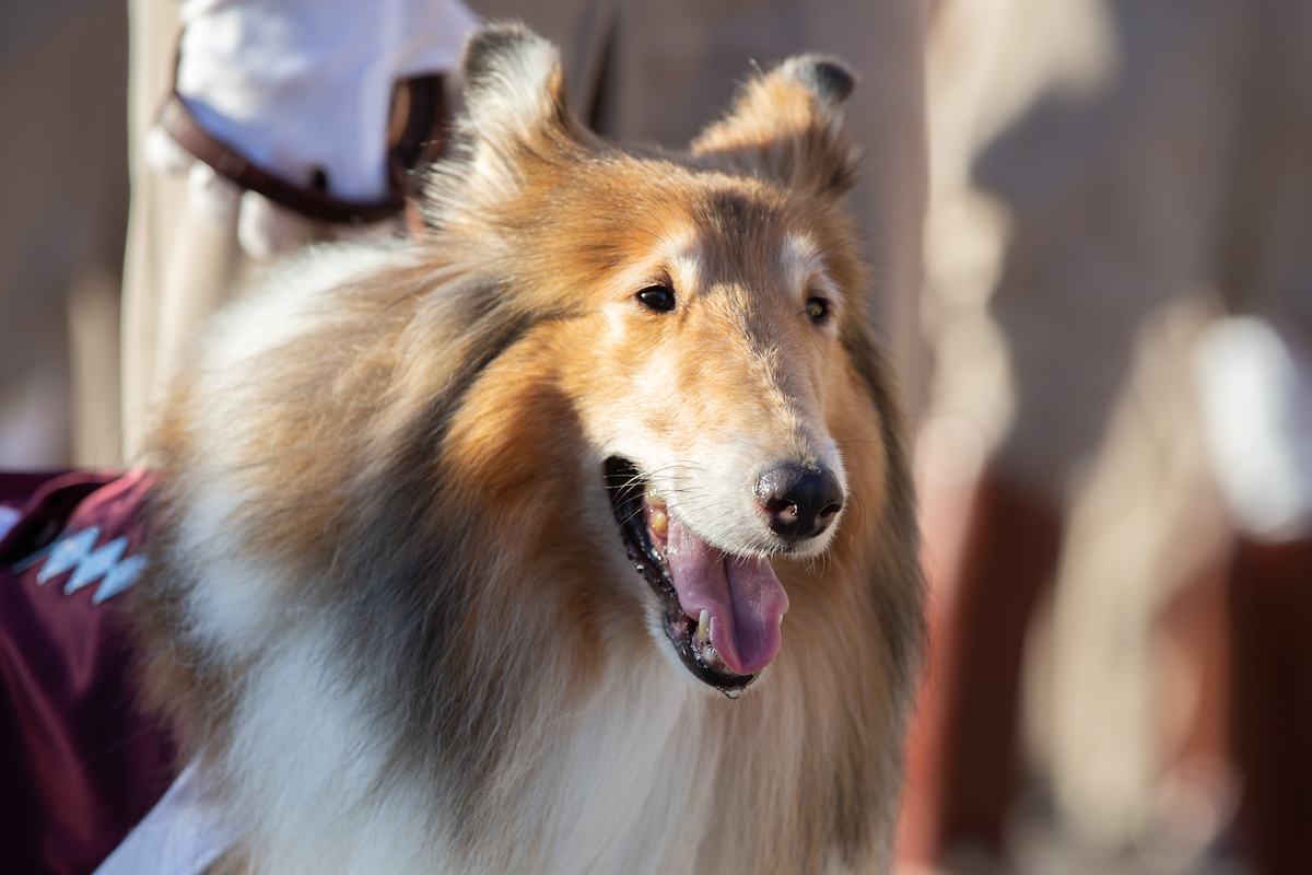 A statue of <a href="/reveille/">Reveille X</a> will soon stand outside Kyle Field for future generations of Aggies to adore!

The artwork will be located near the Reveille Memorial, and is projected for installation in spring 2022. tx.ag/ReveilleStatue #tamu