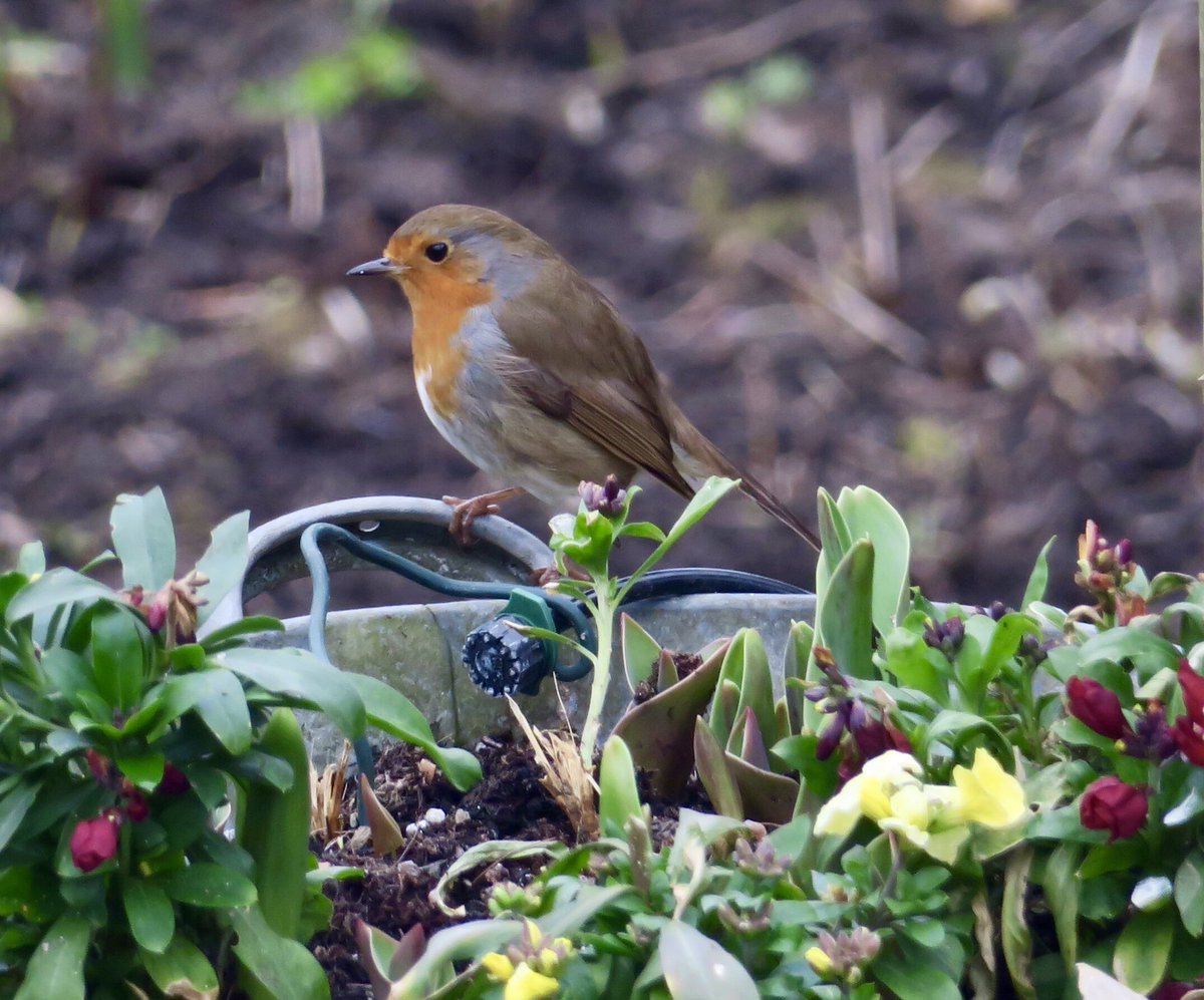 @Shanks1Scotland  #DDOR
Robins are very busy nest building in my garden at the moment,but this one is keeping on eye on a Wren that is hidden in the wallflowers looking for mealworms.