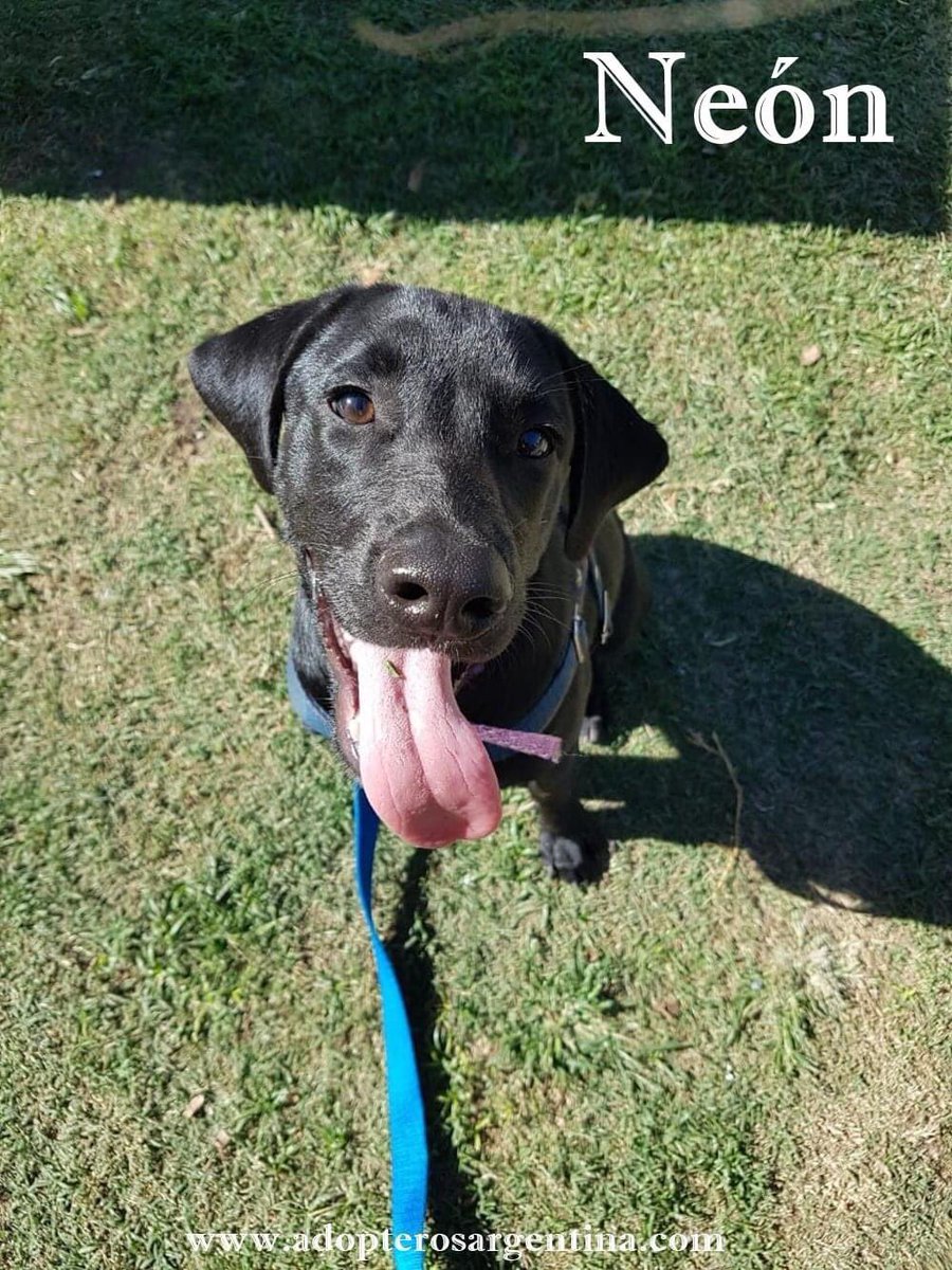 Adopteros Argentina tweet media