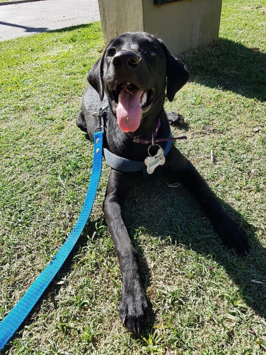 Adopteros Argentina tweet media