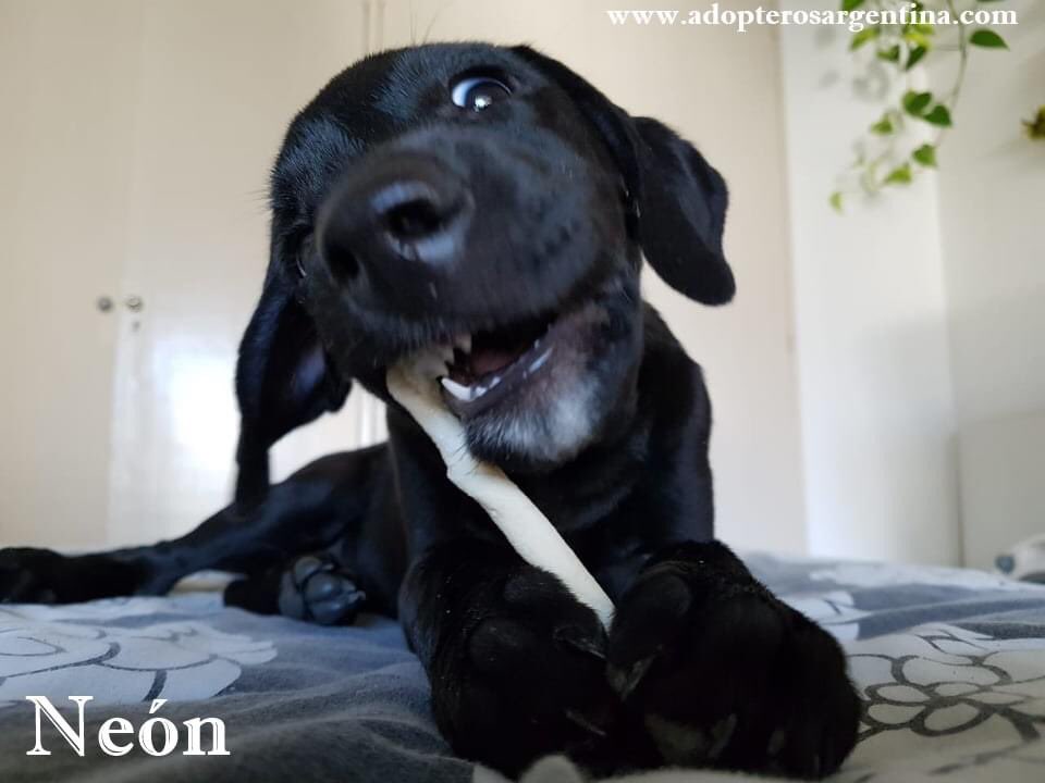 Adopteros Argentina tweet media