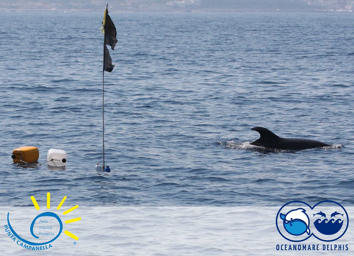 OD_onlus's tweet photo. We are glad to collaborate with the Marine Protected Area Punta Campanella within the framework of the LIFE DELFI project and with the aim of reducing the interaction between dolphins and fishers. https://t.co/r4Y7BJzMDq