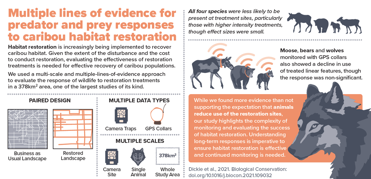 NEW PAPER ALERT! How do caribou, moose, bears and wolves respond to seismic line restoration – a management tool being used to recover caribou habitat? Free for 50 days: authors.elsevier.com/a/1cgj31R%7EeL…