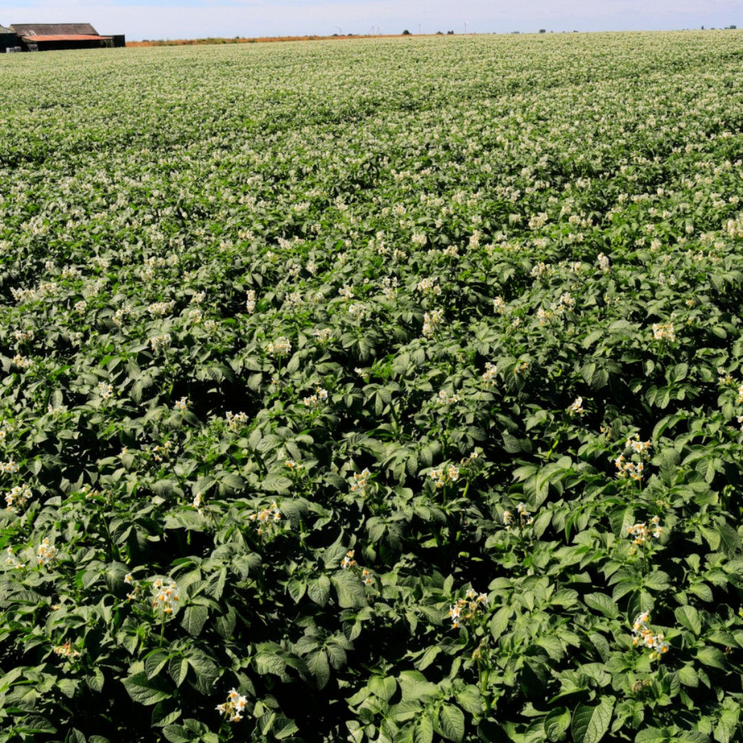 Read this review in <a href="/BSPPjournals/">Plant Pathology</a> on the population structure of Phytophthora infestans.

P. infestans is the cause of potato late blight and the most important pathogen limiting potato production. 

Free for a limited time here: ow.ly/ay3Q50DOK8w