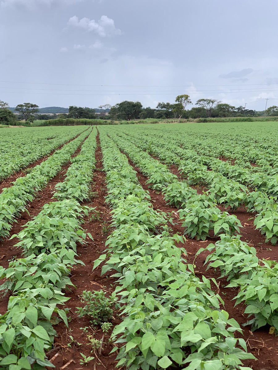 Our 10 hectares of sugar bean seed crop looking much better after some hiccups including abundance of rains and the SC727 maize in the background #ZimAgricRising <a href="/WendyMadzura/">Wendy Matashu Madzura</a> <a href="/babatafi/">Ishmael Rupanga</a> <a href="/DairayiDavis/">Bilbo Baggins ♻</a> <a href="/peezack/">Paul Zakariya</a> <a href="/zfu_official/">ZFU_Official</a> <a href="/AgricNexus/">Agriculture Nexus News</a> <a href="/agribusiness110/">agribusiness1.</a>