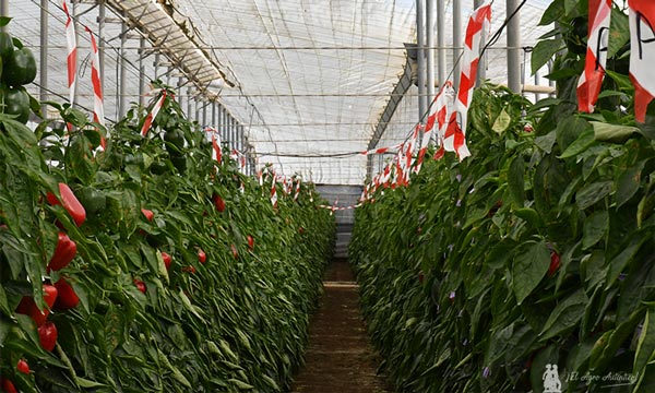 jaarcossanchez's tweet photo. Supervisando en El Ejido ensayos en pimiento con #Servalesa 🌱 https://t.co/cQL3A0d8pR
En la finca de Bernardo Maleno se ensayan los llamados "neoestimulantes" que estimulan los sistemas de defensa de la planta, que estará más activa y podrá responder mejor frente a enfermedades https://t.co/C5DoPlVBZ0