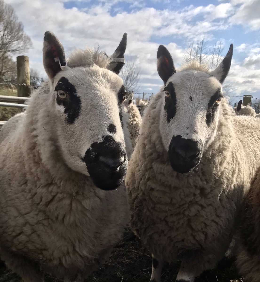 WindmillAnimalFarm tweet media