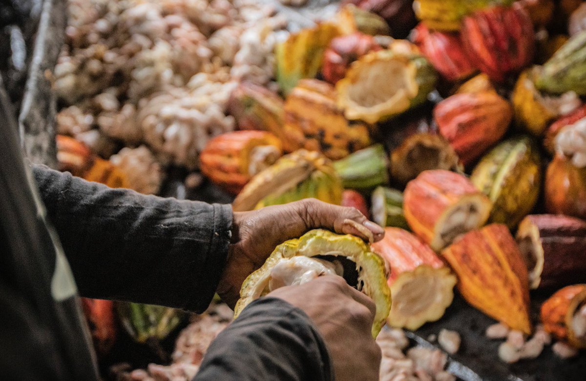 Kablon Farms in the Philippines is a family-owed farm that was started by Ernesto Sr. As a single proprietor, they planted many different fruits such as cacao, coconut, coffee, and bananas as primary products.