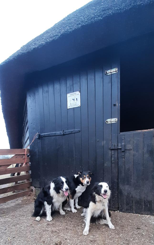 kuddeheerdepe's tweet photo. Bij een bezoek aan de schaapskooi of wandeling in natuurgebied de Renderklippen, kan het best wel eens zijn dat u één van deze honden tegenkomt.
Ga er alstublieft niet mee spelen, laat ze met rust, bel geen dierenambulance , ze keren vanzelf weer terug naar de schaapskooi. https://t.co/zm9lVV4nzd