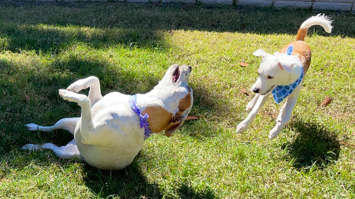 Cara1Allen's tweet photo. Rolling in the grass because freshly groomed ✔️🐶🐶 Thank you @WoofGangBakery for our spa day! 🧼✂️🐾🐾 https://t.co/TmZPvdNwOq