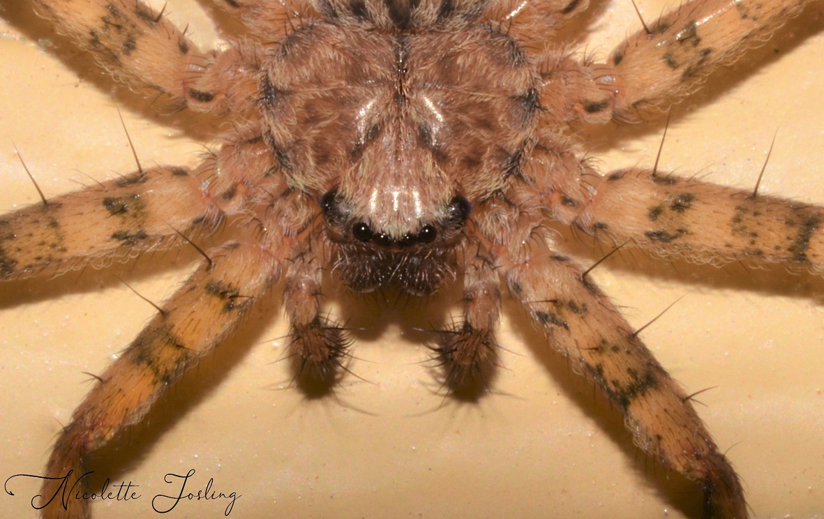 Portrait of a wall spider (Selenopidae)