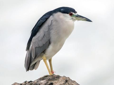 birdingbnb's tweet photo. Have you seen the Black-crowned Night-Heron?  No?  READ THIS to learn all about them! Great info and pix!
#blackcrownednightheron #herons #birdingbnb
https://t.co/Sg7pRdbwvv https://t.co/6mVsBZ6xr4