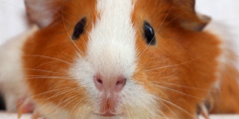 NAVS_US's tweet photo. NAVS needs your help to increase accountability surrounding #animaltesting
The FACT Act is an important bill in accomplishing this goal!
Please contact your U.S. Representative and help spread the word by sharing!
#FACTAct
https://t.co/LgzdYKfDHm https://t.co/KVdmp6yWcn