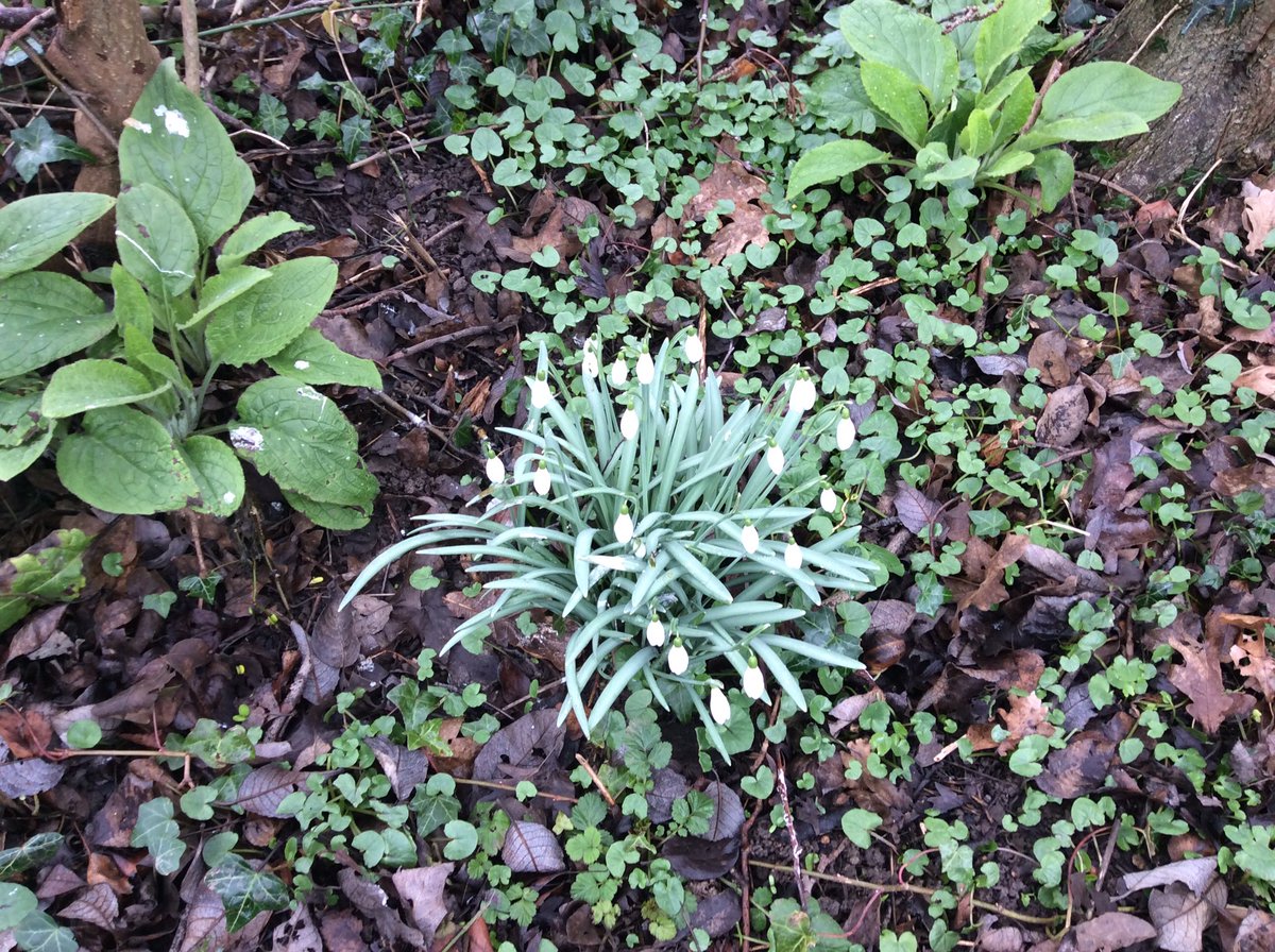 Ladybirdsoak's tweet photo. Spring has sprung in Oakmeadow Forest 🌳 What a fantastic morning we had! 🐞 https://t.co/ipnMzsCK7U