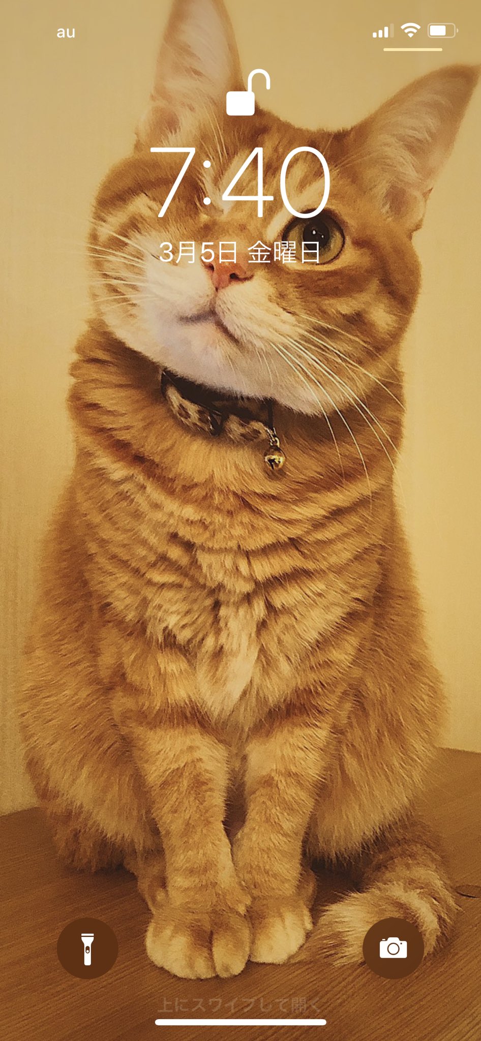 Cocoromati Lf Rt Cats Favorite S 岩合光昭さんの猫壁紙を押しのけて 今日から 310kamui さんのましゅ壁紙に T Co Kb1mdvm97i Twitter