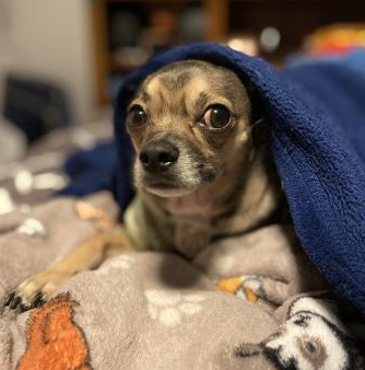 UTeachSA's tweet photo. some dogs that *might* make an appearance tonight 🎉 https://t.co/MrCgdTMI3s