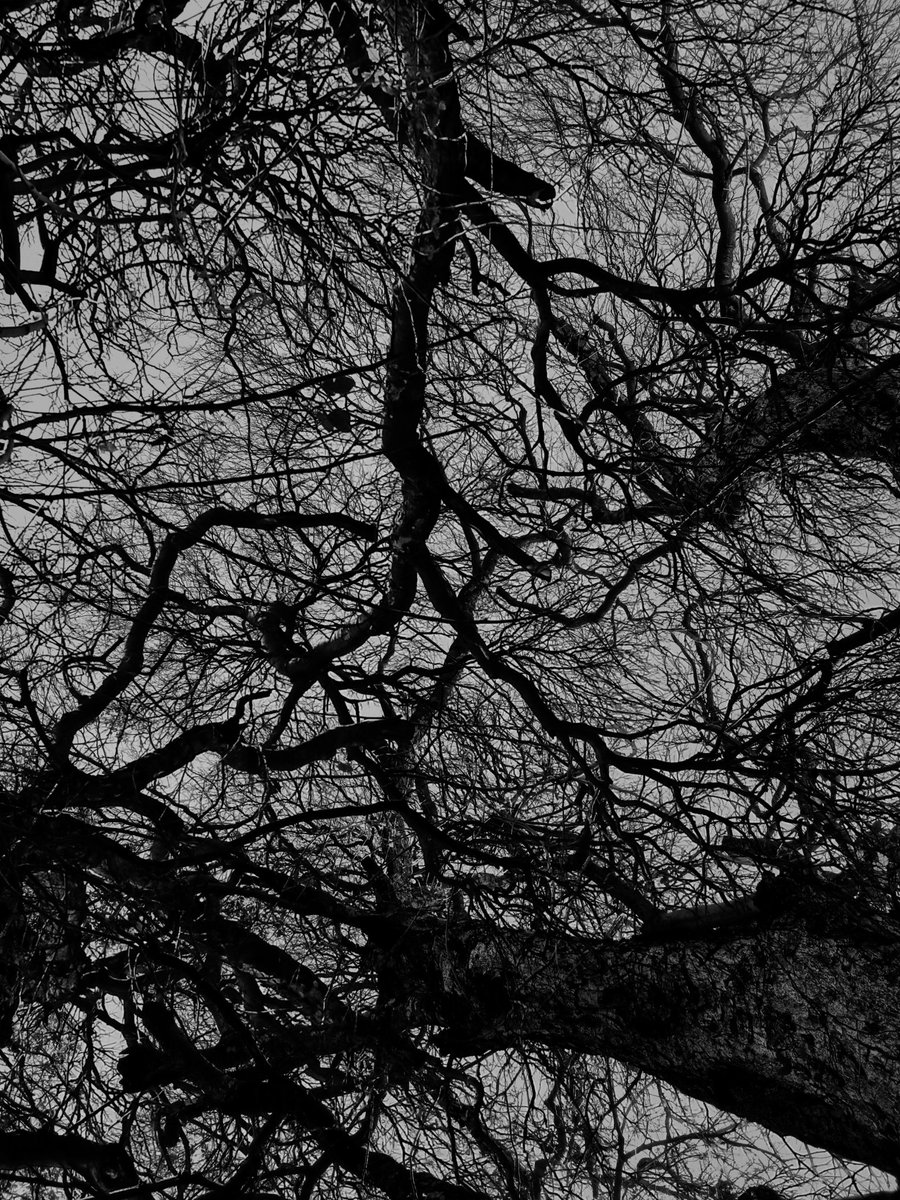 perrenesi's tweet photo. #trees #dark #darktrees #blackandwhitephotography #blackandwhite #snapseed #LikeForLikes https://t.co/403Hr9uvC2