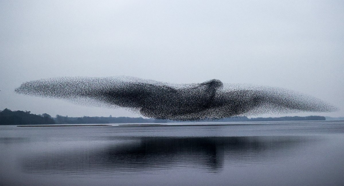 thisiscolossal's tweet image. Photographer James Crombie recently captured this shot of countless starlings flocking together in a miraculous bird-shaped murmuration over Lough Ennell thisiscolossal.com/2021/03/james-…